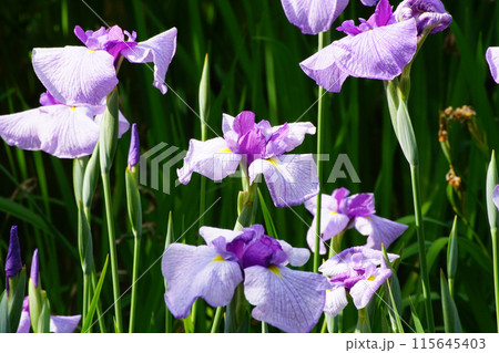 梅宮大社神苑の花菖蒲 115645403
