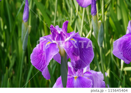 梅宮大社神苑の花菖蒲 115645404