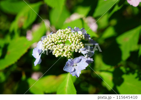 梅宮大社神苑に咲く紫陽花 115645410