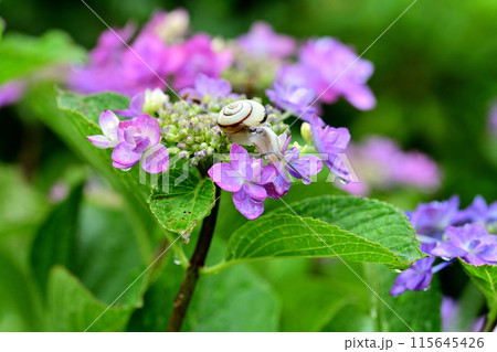 紫陽花とカタツムリ 115645426