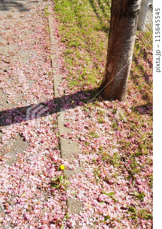 桜の花が散って地面一面に落ちる桜の花びら。2024年4月の千葉県の桜。 115645545
