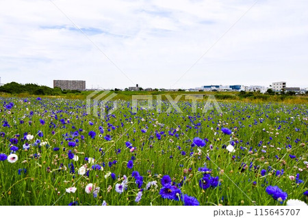 初夏の花畑 河川敷に咲くヤグルマギク 初夏の花畑 河川敷に咲くヤグルマギク 115645707