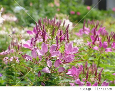 クレオメの花が咲いています　花(8月)クレオメ12 115645786