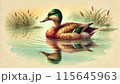 池に浮かぶ鴨 115645963