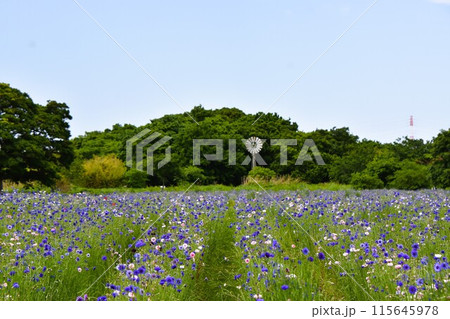 初夏の花畑 河川敷に咲くヤグルマギク 初夏の花畑 河川敷に咲くヤグルマギク 115645978