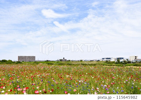 初夏の花畑 河川敷に咲くポピー 初夏の花畑 河川敷に咲くポピー 115645982