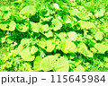 生い茂るフキ 115645984