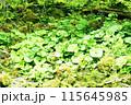生い茂るフキ 115645985