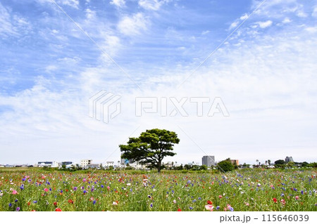 初夏の花畑 河川敷に咲くポピー 初夏の花畑 河川敷に咲くポピー 115646039
