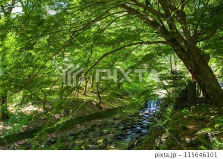 養老の滝への遊歩道沿いの渓谷風景《岐阜県・養老町・養老公園》 養老の滝への遊歩道沿いの渓谷風景《岐阜県・養老町・養老公園》 115646101