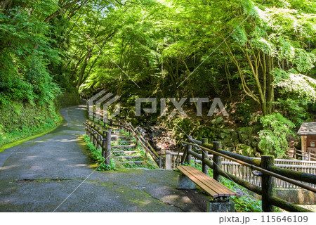 養老の滝への遊歩道沿いの渓谷風景《岐阜県・養老町・養老公園》 115646109