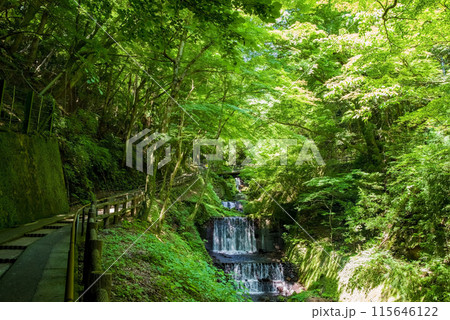 養老の滝への遊歩道沿いの渓谷風景《岐阜県・養老町・養老公園》 115646122