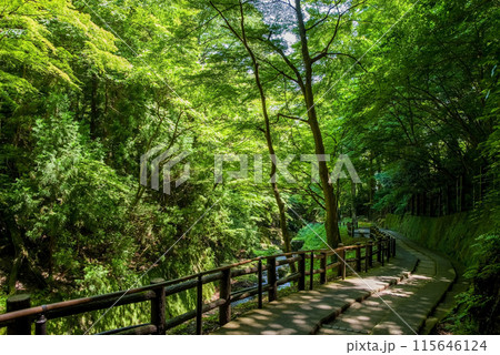 養老の滝への遊歩道沿いの渓谷風景《岐阜県・養老町・養老公園》 養老の滝への遊歩道沿いの渓谷風景《岐阜県・養老町・養老公園》 115646124