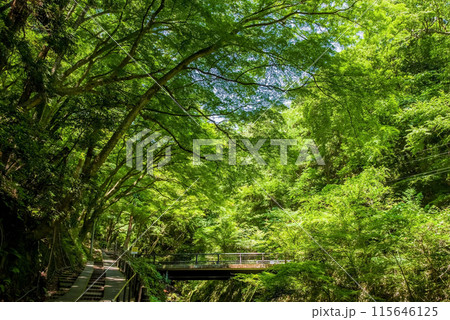 養老の滝への遊歩道沿いの渓谷風景《岐阜県・養老町・養老公園》 養老の滝への遊歩道沿いの渓谷風景《岐阜県・養老町・養老公園》 115646125