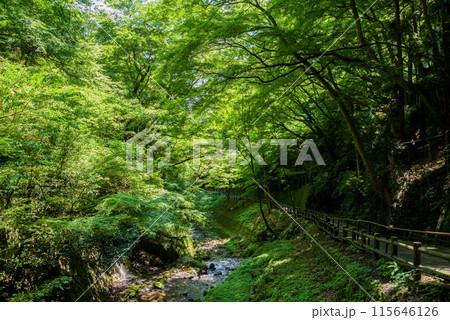 養老の滝への遊歩道沿いの渓谷風景《岐阜県・養老町・養老公園》 115646126