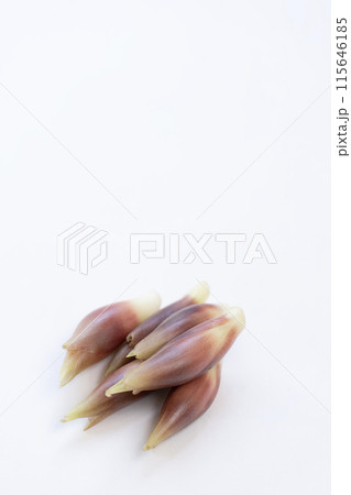 みょうが ミョウガ 茗荷 みょうが ミョウガ 茗荷 115646185