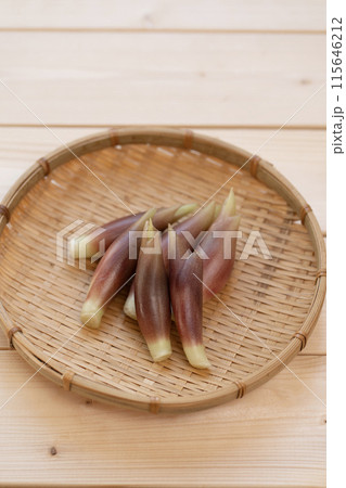 みょうが　ミョウガ　茗荷 115646212