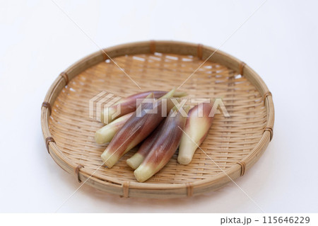 みょうが　ミョウガ　茗荷 115646229