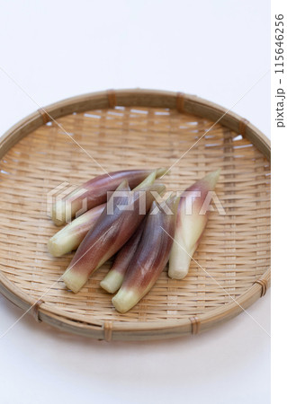 みょうが　ミョウガ　茗荷 115646256