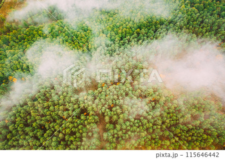 Aerial view of a logging zone cuts through forest. Top view of bush fire and smoke in deforestation zone. Wild open fire destroys grass. Nature in danger. Ecological problem air pollution 115646442