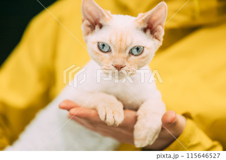 Obedient Devon Rex Cat With Cream Fur Color Sitting On Hands. Curious Playful Funny Cute Beautiful Devon Rex Cat Looking At Camera. Amazing Happy Pets. Cats Portrait. Blue Eyes. Yellow Background 115646527