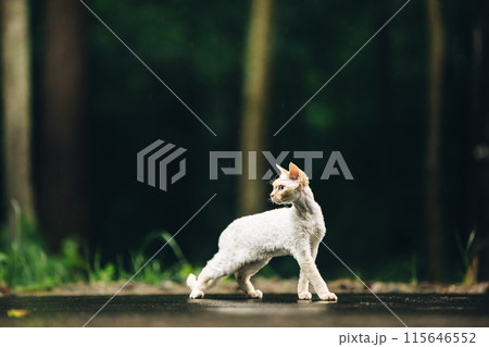 Amazing Happy Pets. Devon Rex Cat With White Fur Color On Walkway Under Rain. Beautiful Playful Curious Funny Cute Devon Rex Cat Walking Looking Back. Blue Eyes. Grace Of Cats Amazing Happy Pets. Devon Rex Cat With White Fur Color On Walkway Under Rain. Beautiful Playful Curious Funny Cute Devon Rex Cat Walking Looking Back. Blue Eyes. Grace Of Cats 115646552