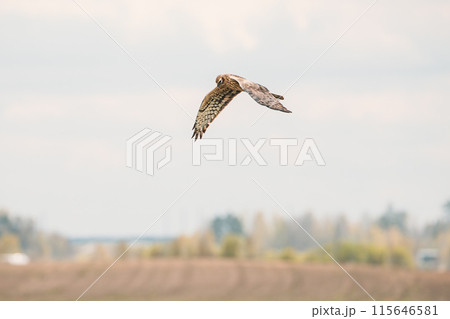 Harrier Or Circus Cyaneus Wild Bird Flies In Blue Sky. Young Ring-tail Harrier Flies Above Field. Adult Male Is Sometimes Nicknamed Grey Ghost. Natural Sky Background 115646581