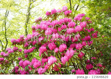 満開の西洋シャクナゲ 満開の西洋シャクナゲ 115646620