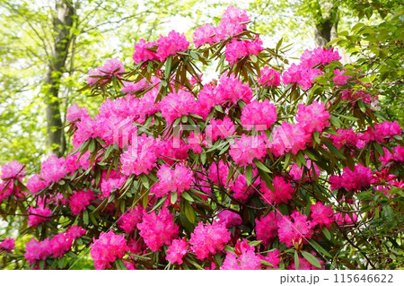 満開の西洋シャクナゲ 115646622