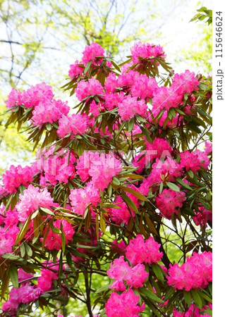 満開の西洋シャクナゲ 115646624
