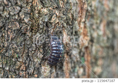 木の幹を這うダンゴムシ(オカダンゴムシ) 木の幹を這うダンゴムシ(オカダンゴムシ) 115647187