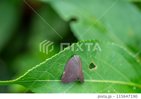 アミガサハゴロモ 115647190