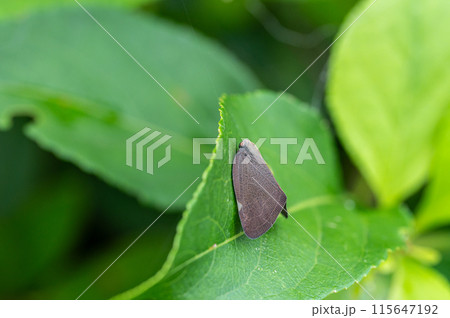 アミガサハゴロモ 115647192