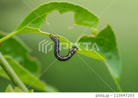 クロマダラエダシャク幼虫 115647203