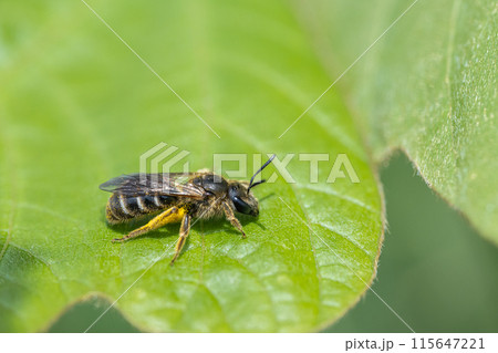 葉の上で休むミツバチ 115647221