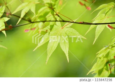 新緑(モミジ) 新緑(モミジ) 115647256