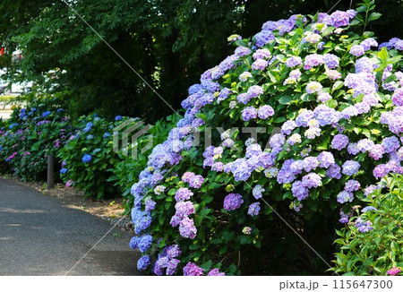 散策路沿いに咲くアジサイの花　初夏の公園 115647300