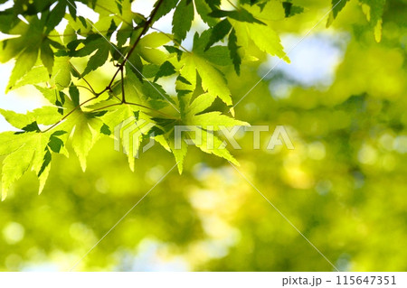 新緑（モミジ） 115647351