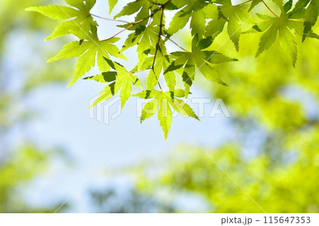 新緑（モミジ） 115647353