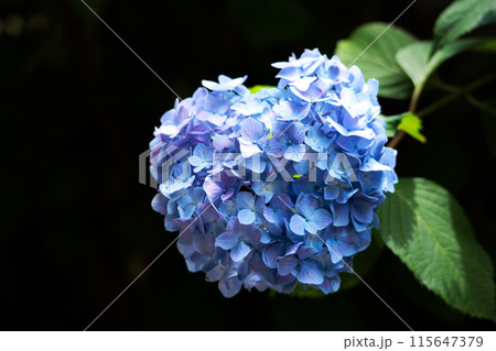 梅雨空に色彩鮮やかに咲き誇るアジサイの花 115647379