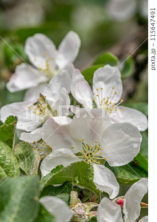 Soft pink apple blossoms on branches Soft pink apple blossoms on branches 115647491