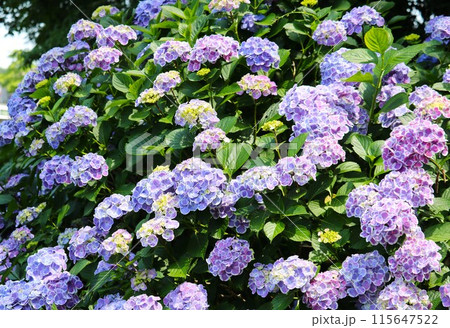日差しを浴びて咲く紫陽花 初夏の風景 日差しを浴びて咲く紫陽花 初夏の風景 115647522