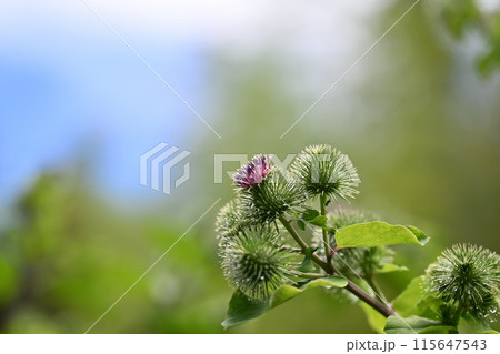 梅雨の晴れ間とゴボウ（牛蒡）の花 115647543