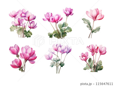 Cute watercolor painting style illustration of Cyclamen, isolated on white background 115647611
