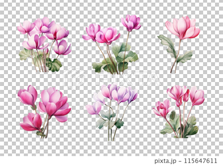 Cute watercolor painting style illustration of Cyclamen, isolated on white background 115647611