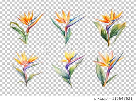 Bird of Paradise, Tropical Flower Illustration. Watercolor Style. AI Generated Bird of Paradise, Tropical Flower Illustration. Watercolor Style. AI Generated 115647621