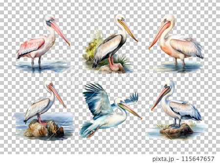 Cute watercolor painting style illustration of Pelican, isolated on white background 115647657
