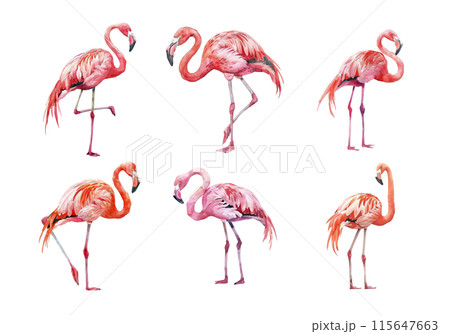 Cute watercolor painting style illustration of Flamingo, isolated on white background Cute watercolor painting style illustration of Flamingo, isolated on white background 115647663