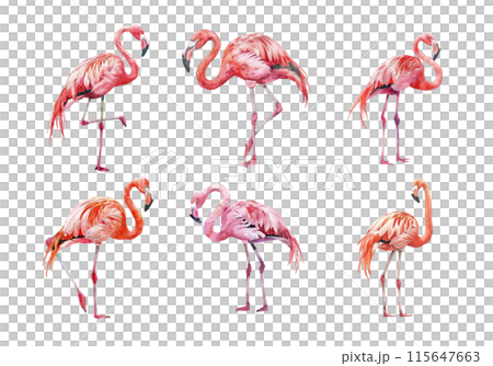 Cute watercolor painting style illustration of Flamingo, isolated on white background Cute watercolor painting style illustration of Flamingo, isolated on white background 115647663