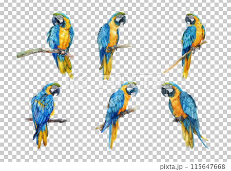 Blue and Gold Macaw, Bird Illustration. Watercolor Style. AI Generated 115647668